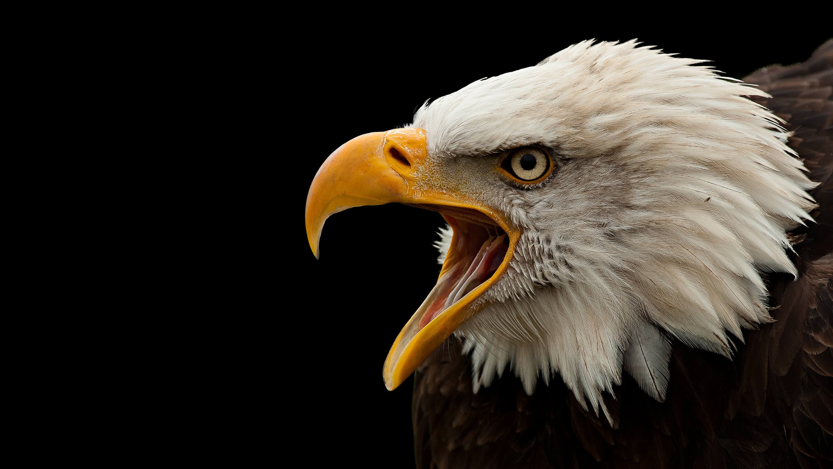 American Eagle