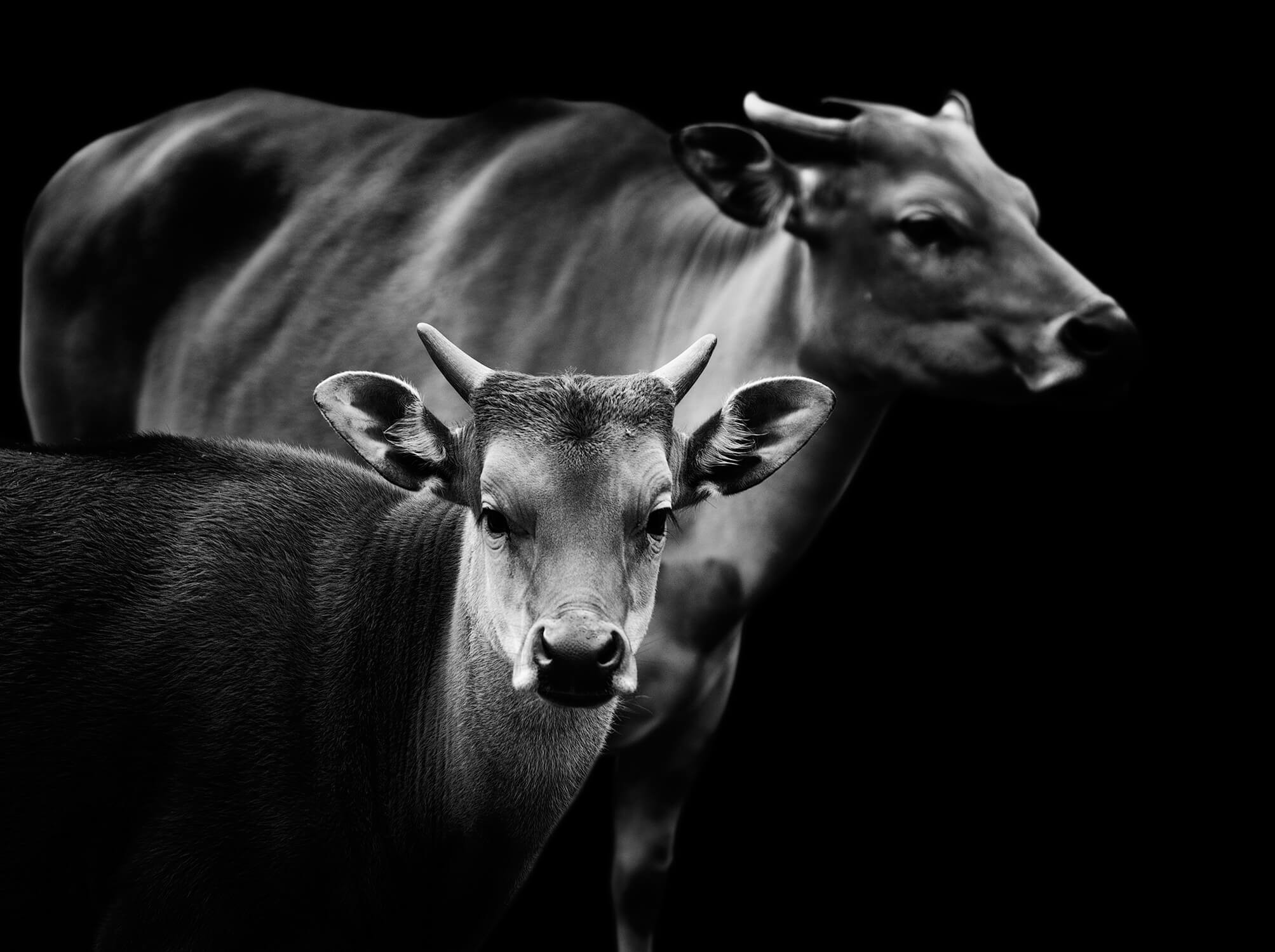 Banteng Runderen