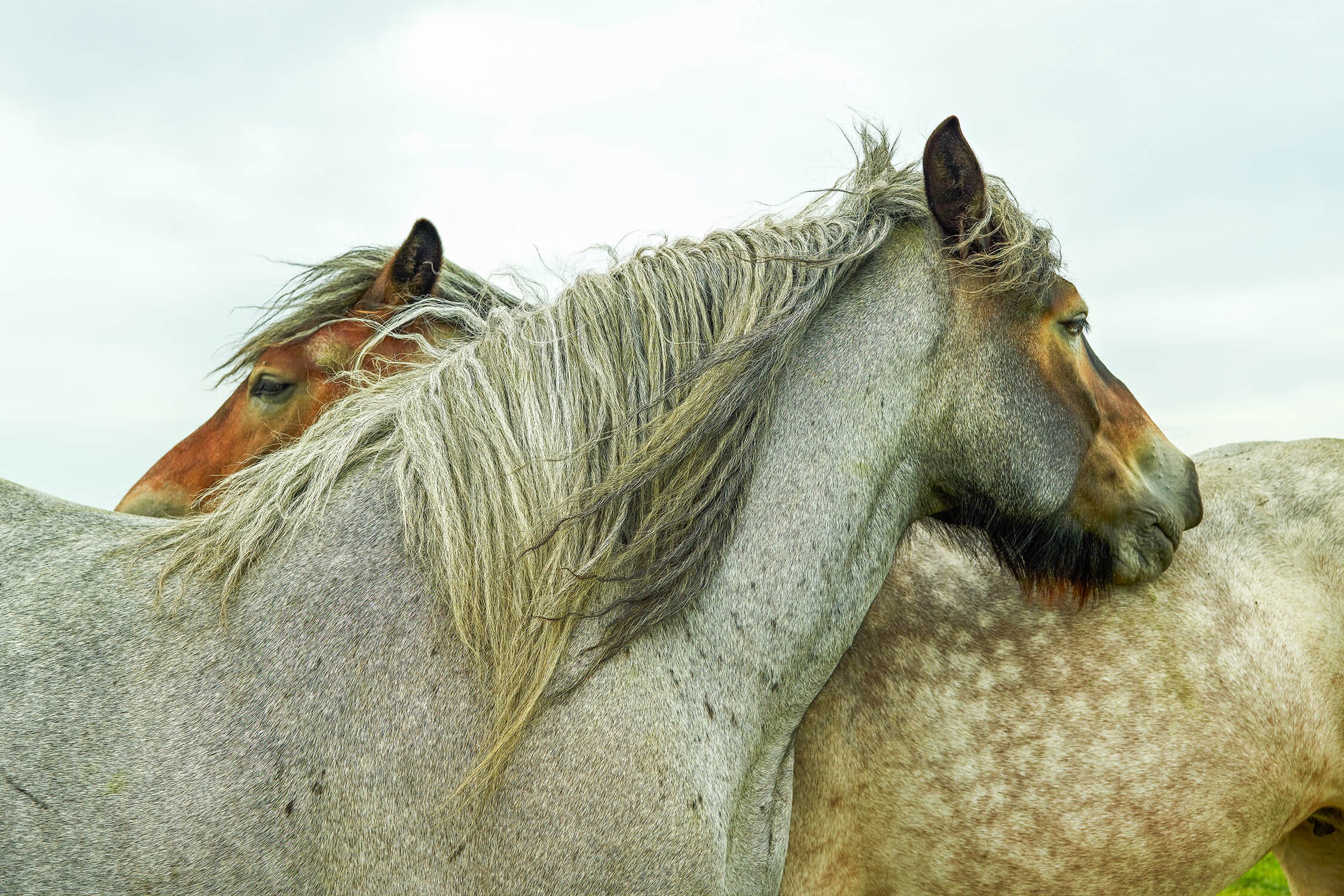 Paarden op het eiland Tiengemeenten