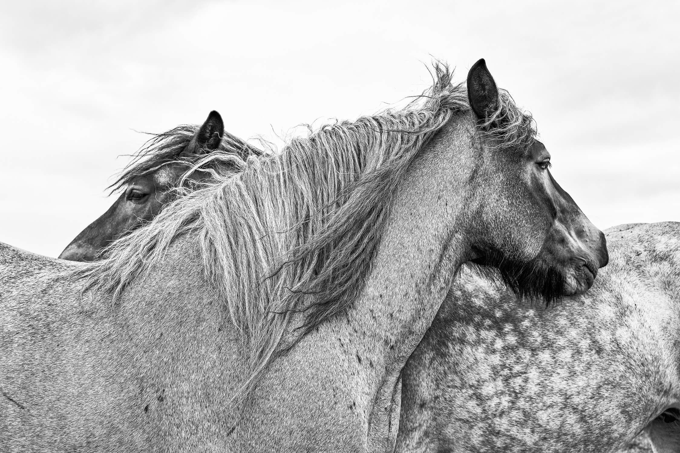 Paarden  zwart-wit