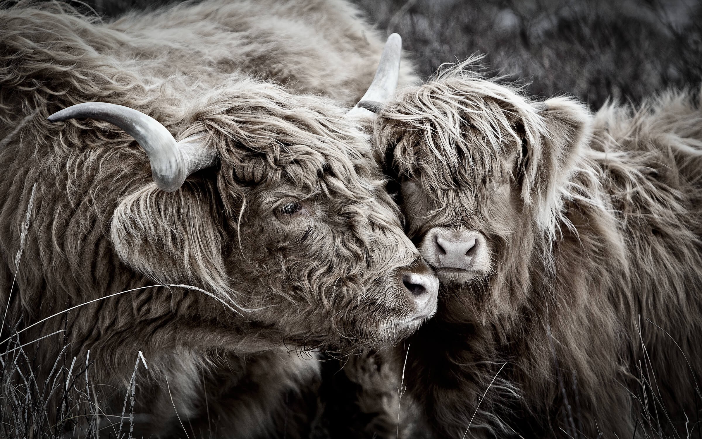 Schotse Hooglanders