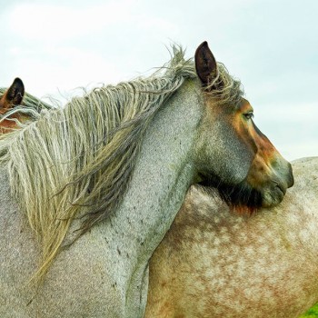 Paarden op het eiland Tiengemeenten