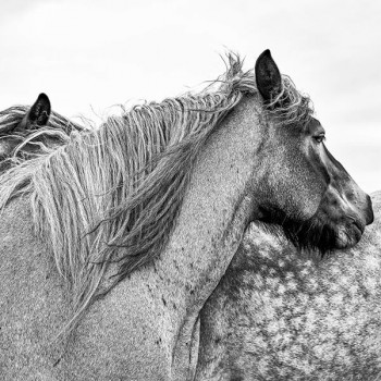 Paarden  zwart-wit